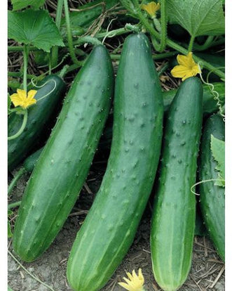 Organic Cucumber Tendergreen