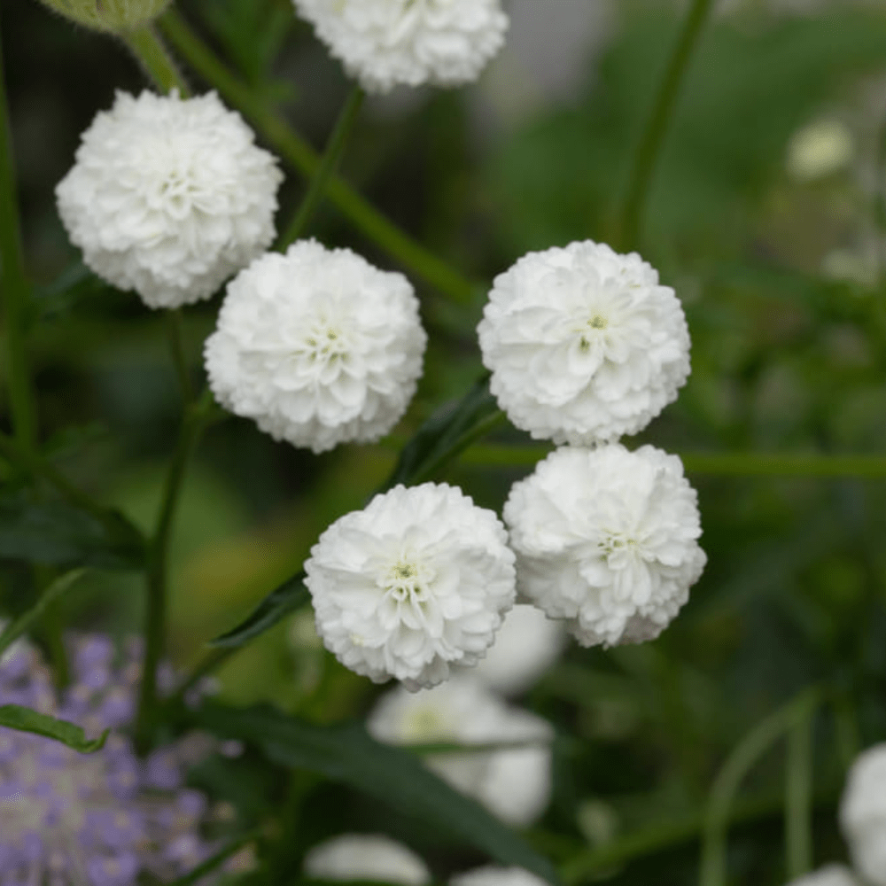 Buy Achillea Double Pearl by Kings Seeds NZ online