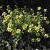 Kings Seeds Flower Alyssum Mountain Gold