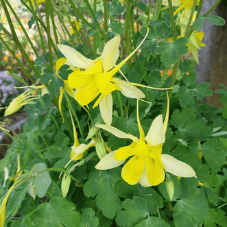 Kings Seeds Flower Aquilegia Yellow Star