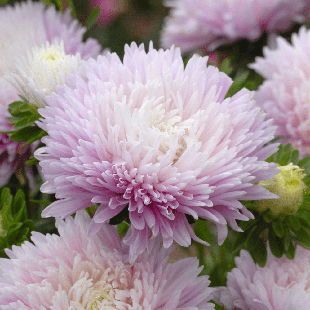 aster size 10