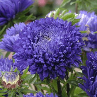 Kings Seeds Flower Aster King Size Blue