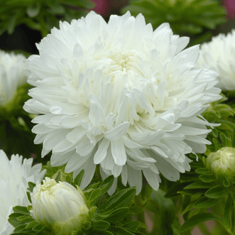 Kings Seeds Flower Aster King Size White