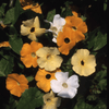 Kings Seeds Flower Blackeyed Susan Sunrise