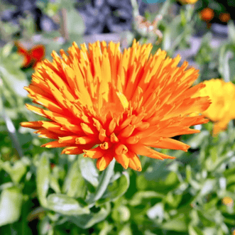Kings Seeds Flower Calendula Orange Porcupine