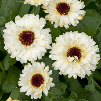 Kings Seeds Flower Calendula Snow Princess
