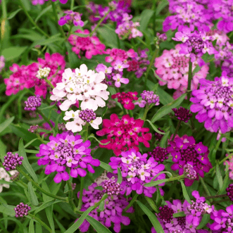 Kings Seeds Flower Candytuft Flash Mix