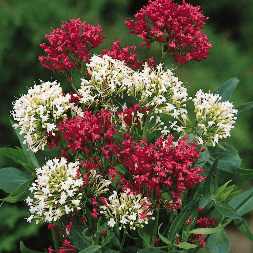 Buy Centranthus Jupiters Beard by Kings Seeds online Kings Seeds NZ