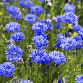 Kings Seeds Flower Cornflower Dwarf Blue