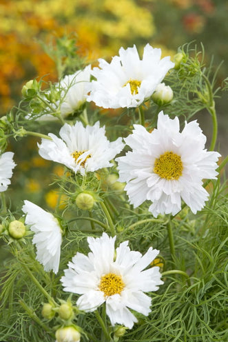 Kings Seeds Flower Cosmos White Gazebo