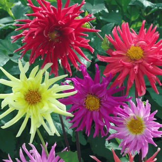 Kings Seeds Flower Dahlia Cactus Flowers