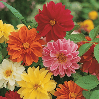 Kings Seeds Flower Dahlia Unwins Ideal Bedding Mix