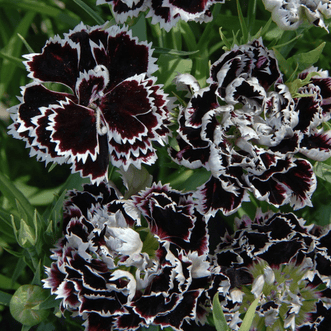Kings Seeds Flower Dianthus Black & White Minstrels
