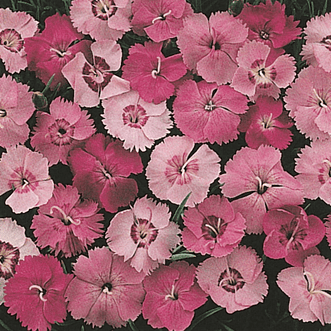 Kings Seeds Flower Dianthus Clove Pinks