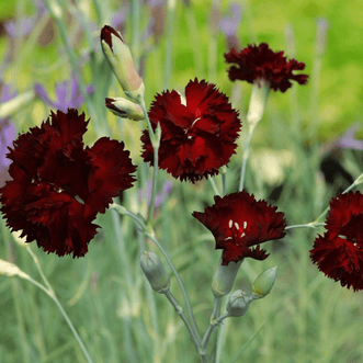 Kings Seeds Flower Dianthus King of the Blacks