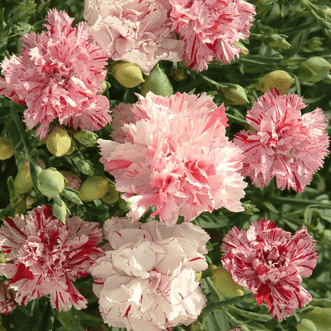 Kings Seeds Flower Dianthus Picotee Mix