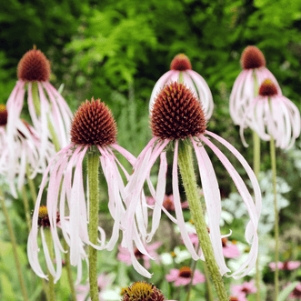 Kings Seeds Flower Echinacea Pale Purple