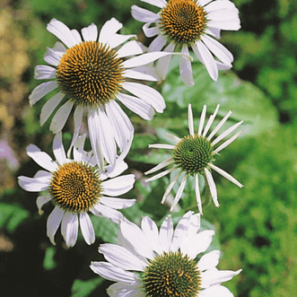 Kings Seeds Flower Echinacea White Swan