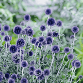 Kings Seeds Flower Echinops Blue Globe