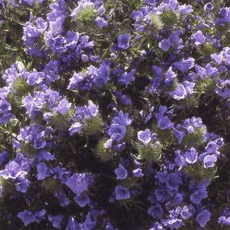 Kings Seeds Flower Echium Blue Bedder