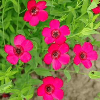 Kings Seeds Flower Flax Flowering Scarlet