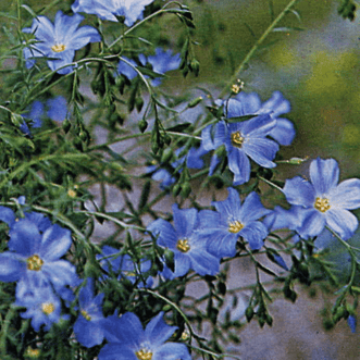 Kings Seeds Flower Flax Flowering Sky Blue