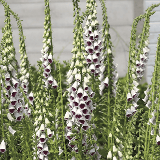 Kings Seeds Flower Foxglove Pam's Choice