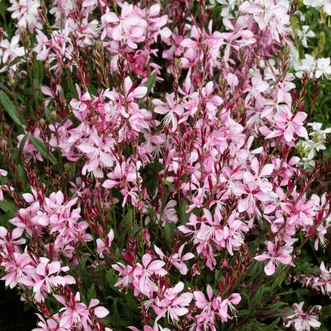 Kings Seeds Flower Gaura Emeline Pink Bouquet