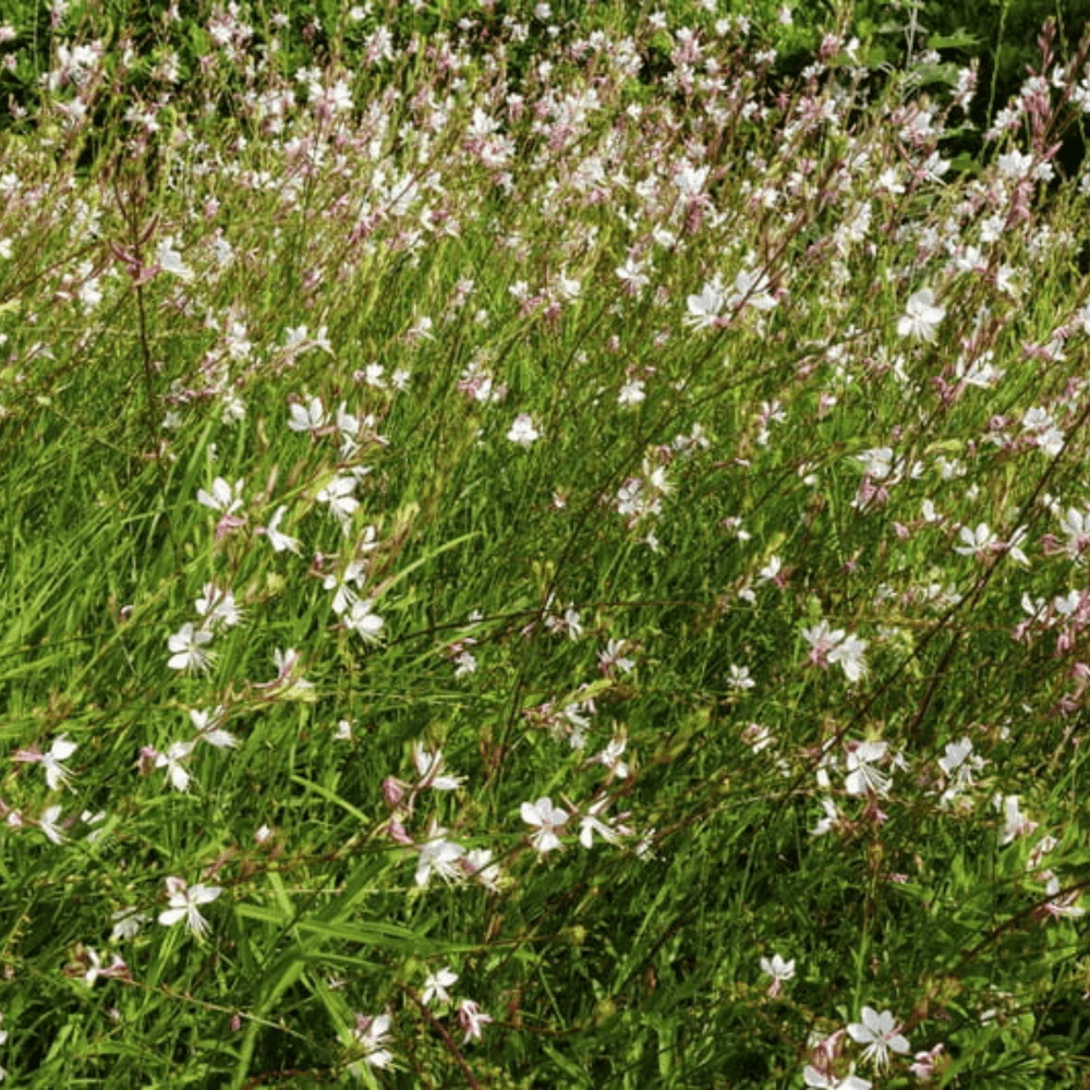 Buy Gaura The Bride by Kings Seeds NZ online