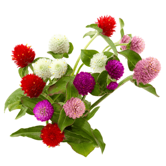 Kings Seeds Flower Gomphrena Colour Mix