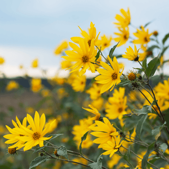 Kings Seeds Flower Heliopsis Summer Sun