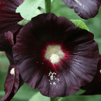 Kings Seeds Flower Hollyhock Jet Black