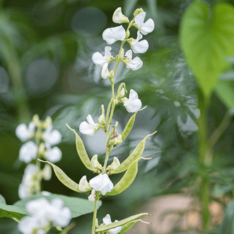 Kings Seeds Flower Hyacinth Bean Vine Silver Moon