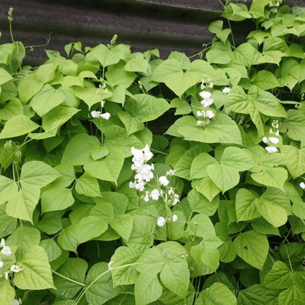 Hyacinth bean vine deals