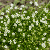 Kings Seeds Flower Irish Moss