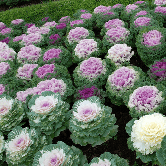 Kings Seeds Flower Kale Ornamental Pick 'n' Mix F1