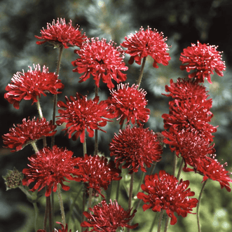 Kings Seeds Flower Knautia Red Cherries