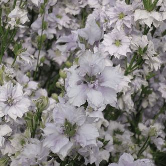 Kings Seeds Flower Larkspur Smokey Eyes