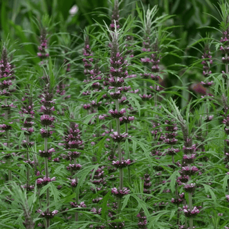 Kings Seeds Flower Leonurus Siberian Beauty