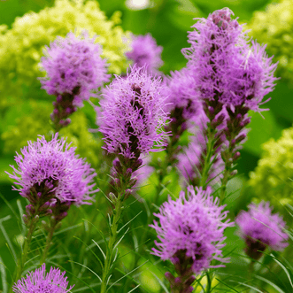 Kings Seeds Flower Liatris Florist Violet