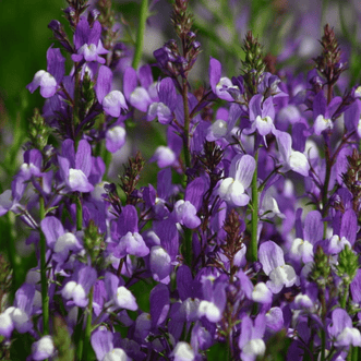 Kings Seeds Flower Linaria Licilia Azure