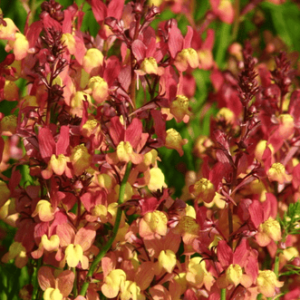 Kings Seeds Flower Linaria Licilia Peach