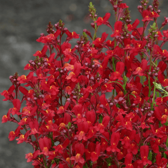 Kings Seeds Flower Linaria Licilia Red