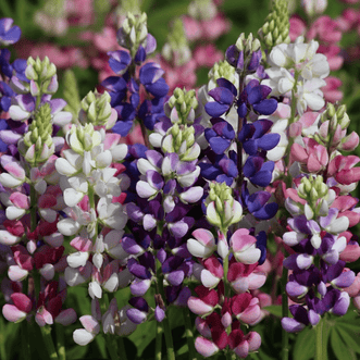 Kings Seeds Flower Lupin Avalune Mix