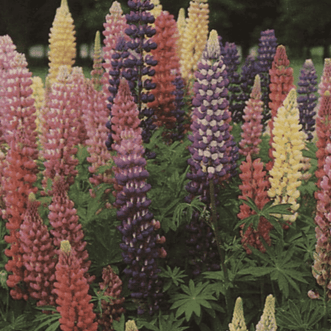 Kings Seeds Flower Lupin Russell Mix