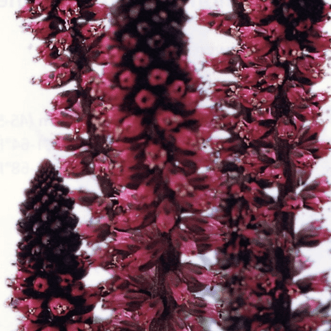 Kings Seeds Flower Lysimachia Beaujolais