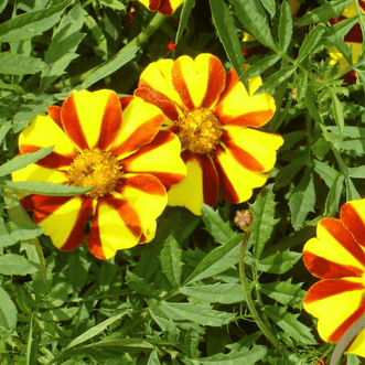 Kings Seeds Flower Marigold Jolly Jester