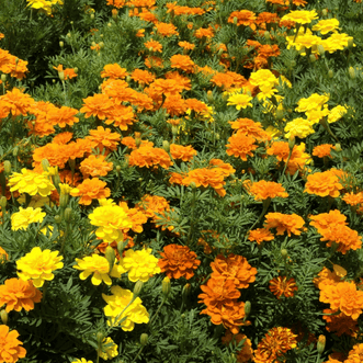 Kings Seeds Flower Marigold Nemo Mix