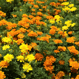 Kings Seeds Flower Marigold Nemo Mix