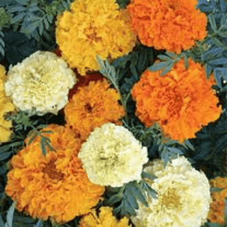 Kings Seeds Flower Marigold Sugar & Spice